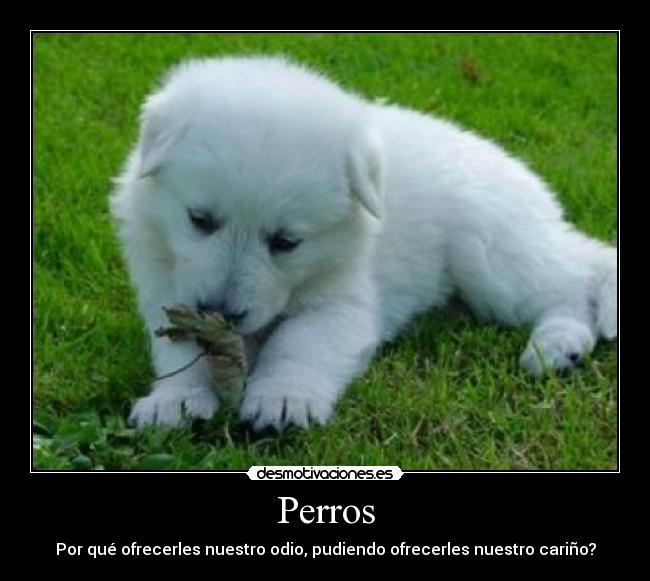 Perros - Por qué ofrecerles nuestro odio, pudiendo ofrecerles nuestro cariño?