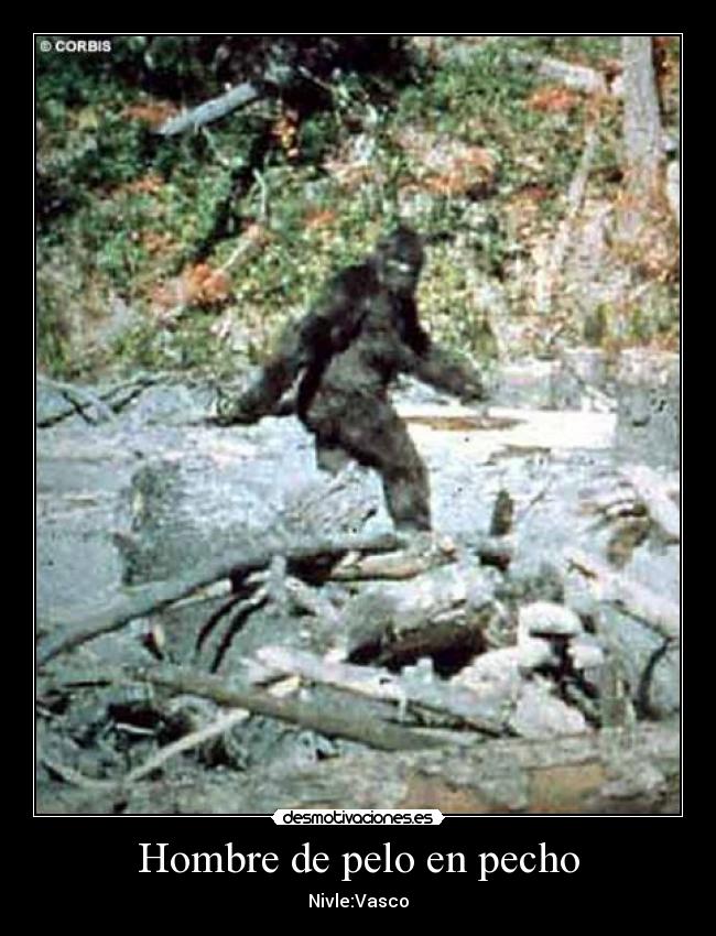 Hombre de pelo en pecho - 