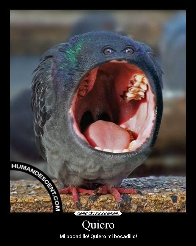 Quiero -