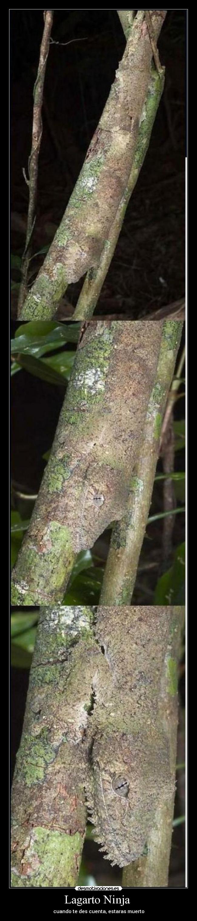 Lagarto Ninja - cuando te des cuenta, estaras muerto