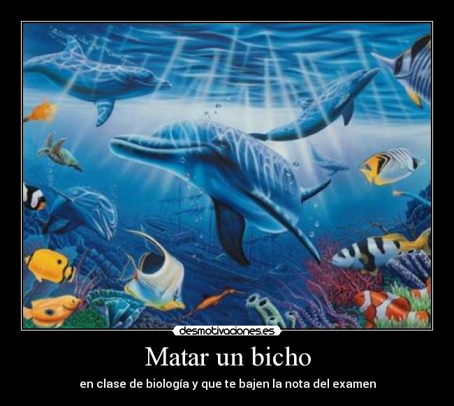 Matar un bicho - 