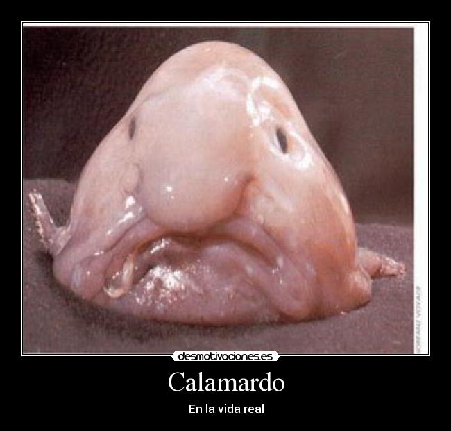Calamardo - 