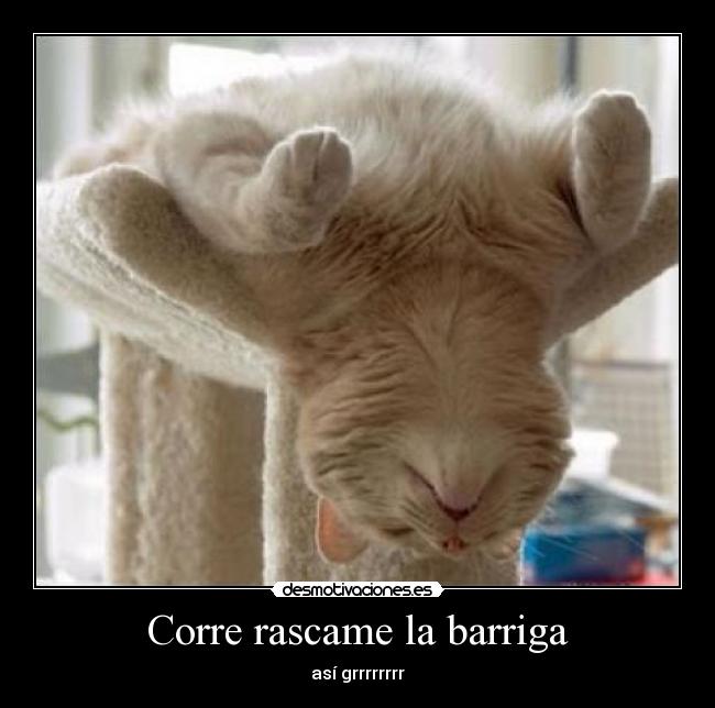 Corre rascame la barriga - así grrrrrrrr