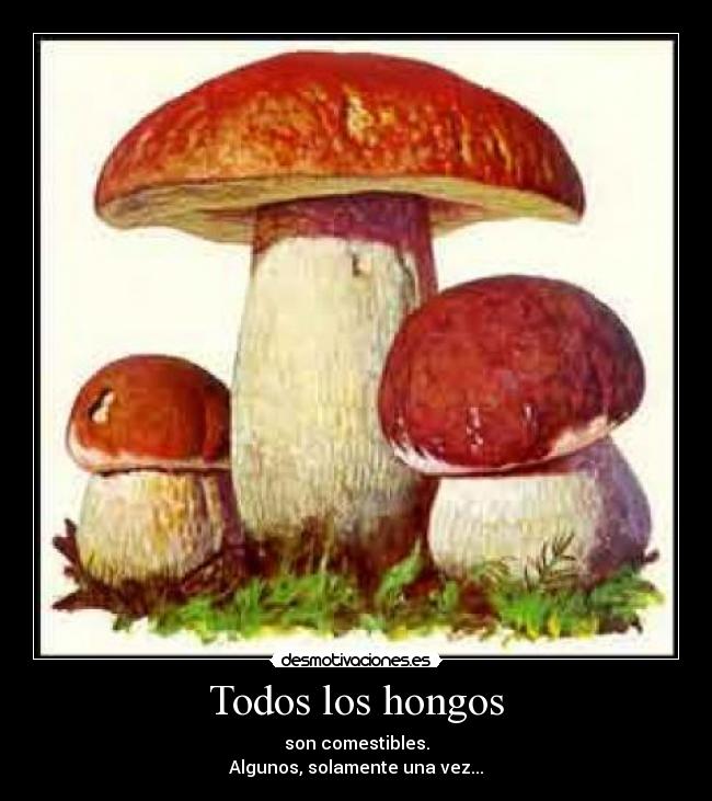 Todos los hongos -