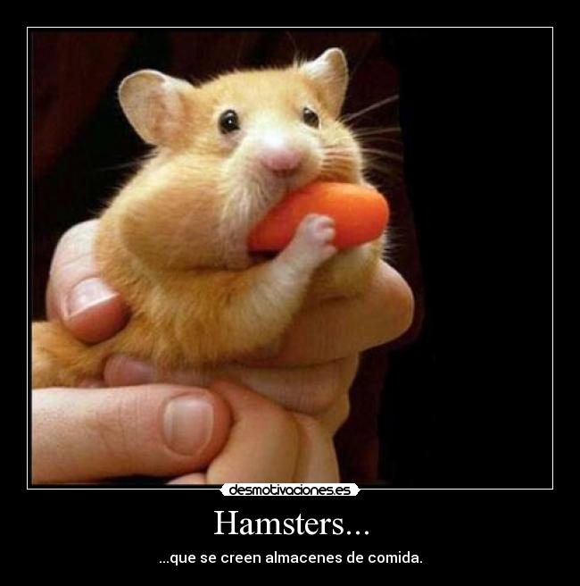 Hamsters... - ...que se creen almacenes de comida.