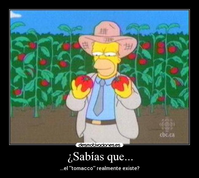 ¿Sabías que... - ...el tomacco realmente existe?