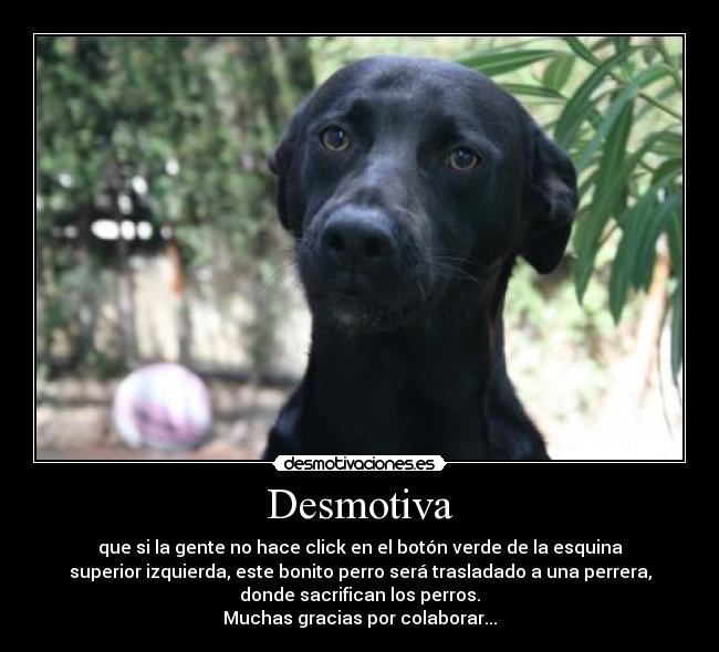 Desmotiva - que si la gente no hace click en el botón verde de la esquina
superior izquierda, este bonito perro será trasladado a una perrera,
donde sacrifican los perros.
Muchas gracias por colaborar...