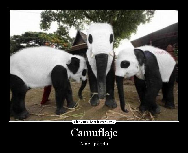 Camuflaje - 