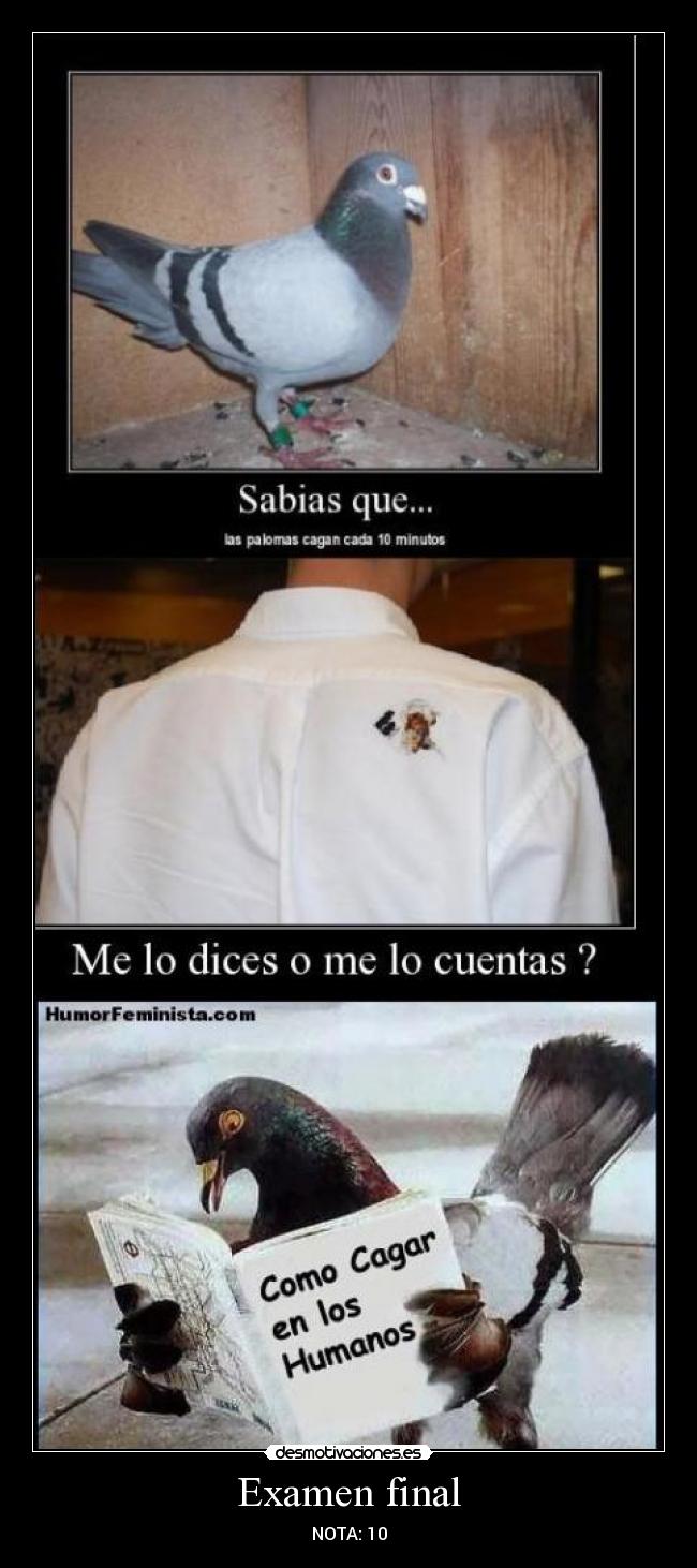 carteles paloma desmotivaciones