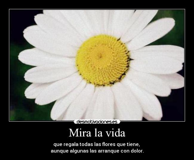 carteles vida vida-flores-dolor desmotivaciones