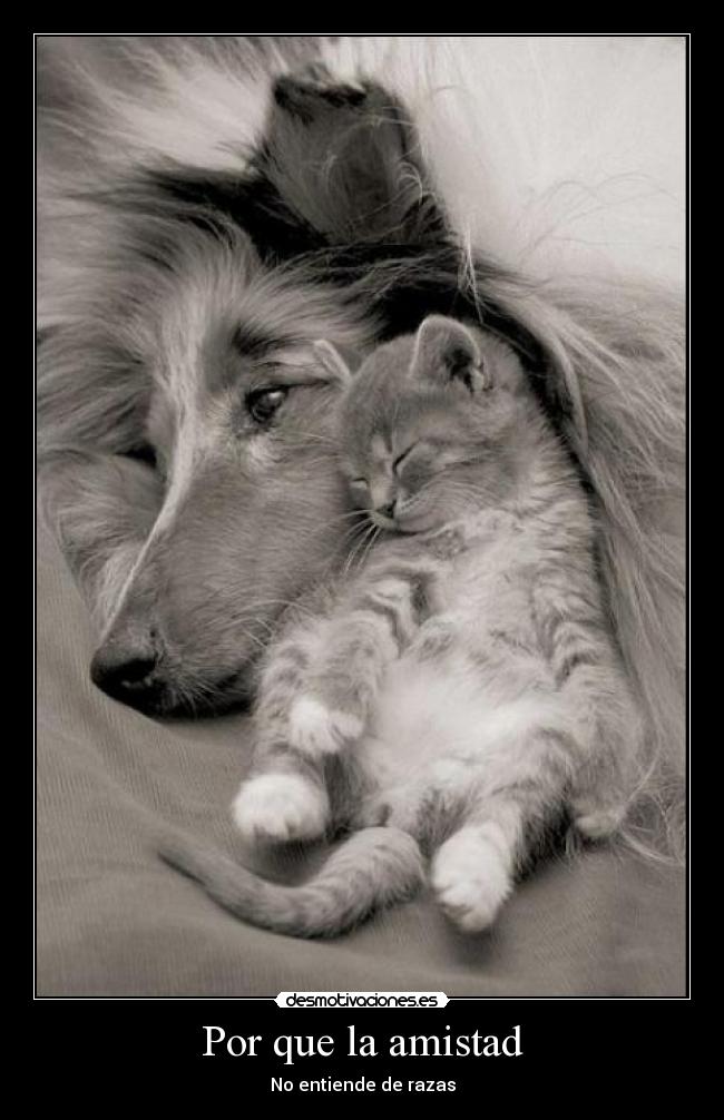 Por que la amistad - No entiende de razas
