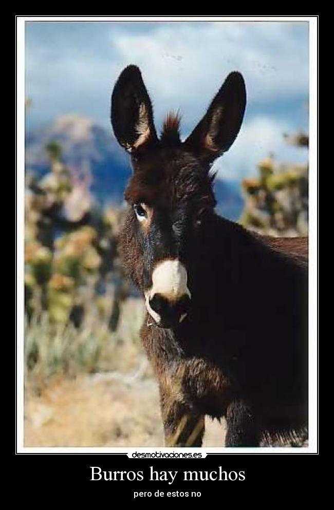 Burros hay muchos - 