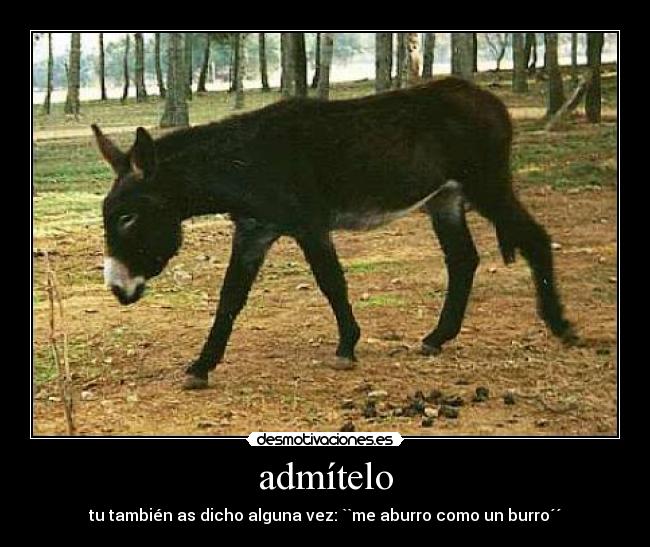 admítelo - tu también as dicho alguna vez: ``me aburro como un burro´´