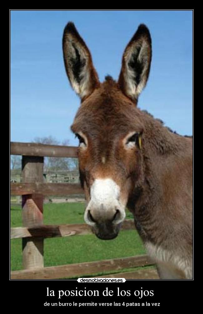 la posicion de los ojos -