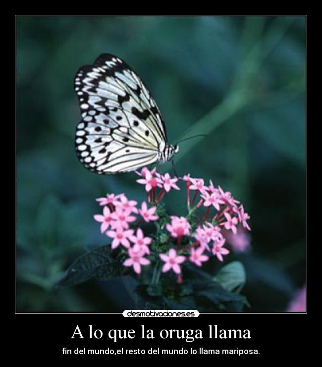 carteles mariposa desmotivaciones