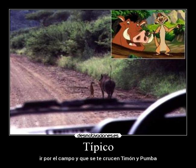 Típico - ir por el campo y que se te crucen Timón y Pumba