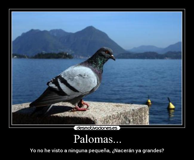 Palomas... - 