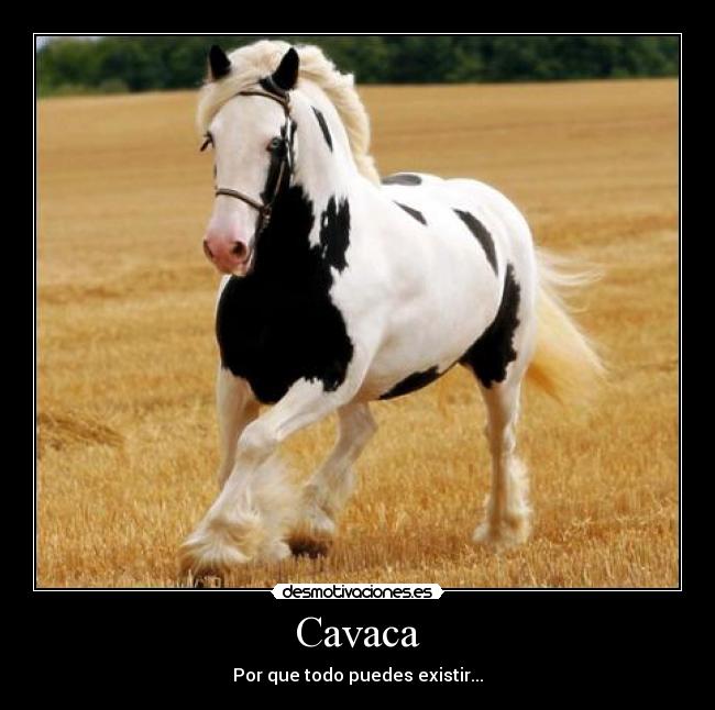 Cavaca - 