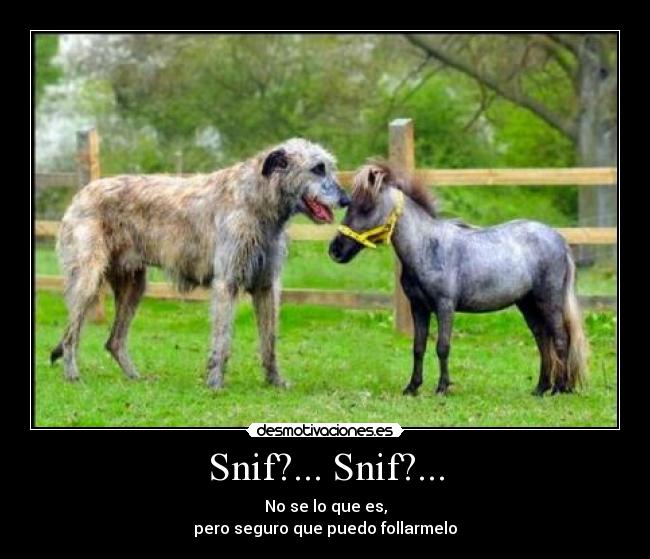 Snif?... Snif?... -