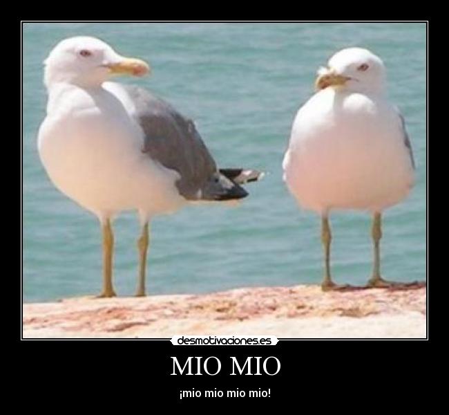 MIO MIO - ¡mio mio mio mio!