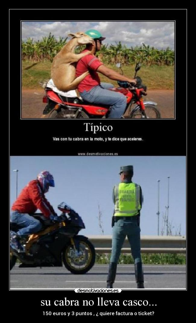su cabra no lleva casco... - 150 euros y 3 puntos , ¿ quiere factura o ticket?