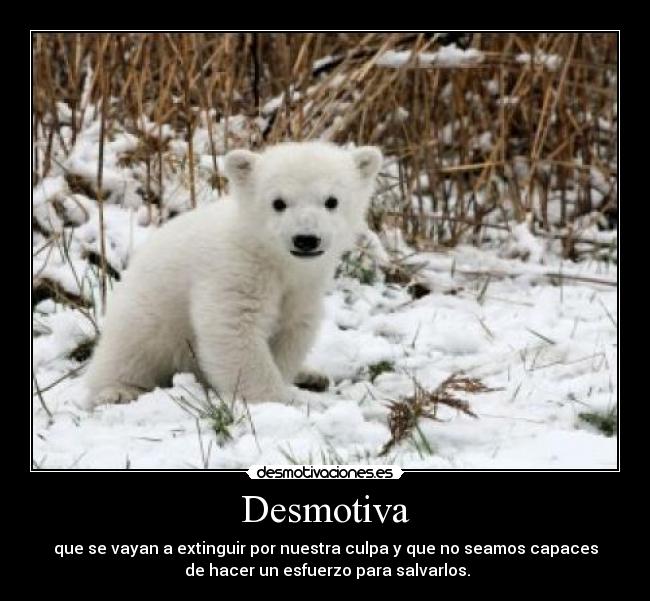 carteles desmotiva oso polar extincion desmotivaciones