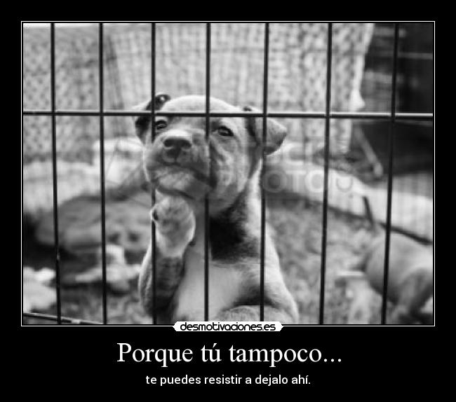 Porque tú tampoco... - te puedes resistir a dejalo ahí.