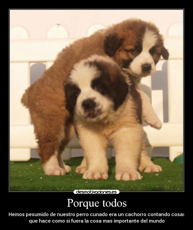 Porque todos - Hemos pesumido de nuestro perro cunado era un cachorro contando cosas
que hace como si fuera la cosa mas importante del mundo