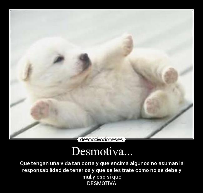 Desmotiva... - Que tengan una vida tan corta y que encima algunos no asuman la
responsabilidad de tenerlos y que se les trate como no se debe y
mal,y eso si que
DESMOTIVA