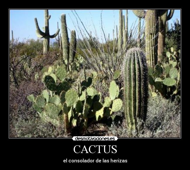CACTUS -