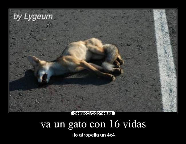 va un gato con 16 vidas - i lo atropella un 4x4