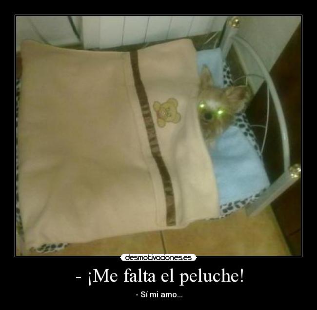 - ¡Me falta el peluche! - 