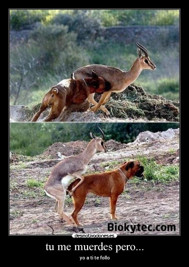 tu me muerdes pero... -