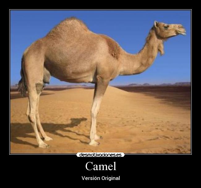 Camel -