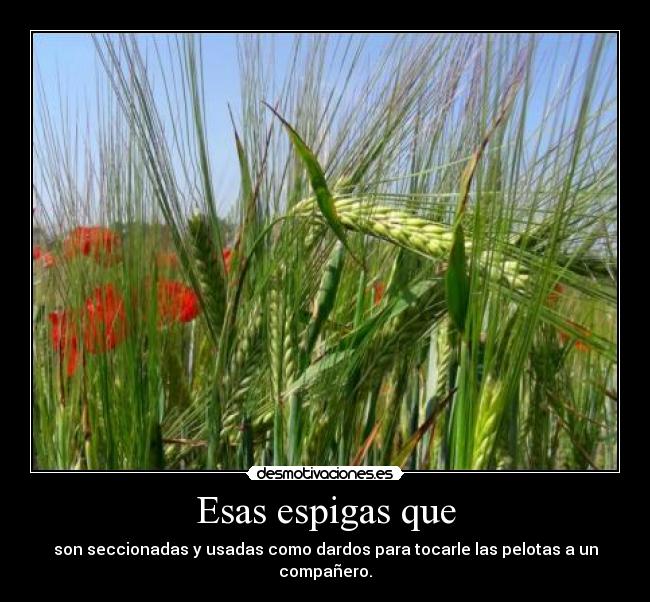 Esas espigas que -