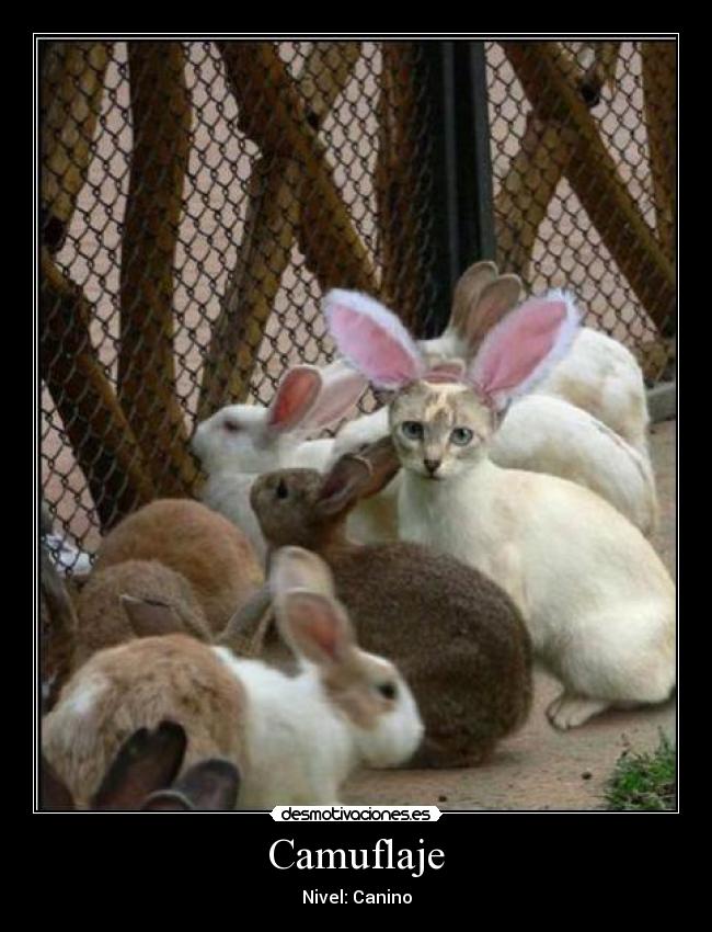 Camuflaje - Nivel: Canino