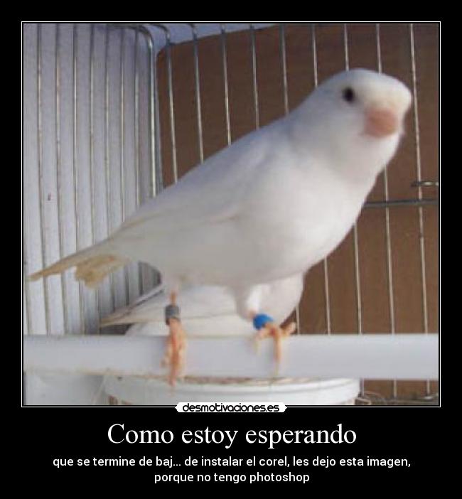 Como estoy esperando - 