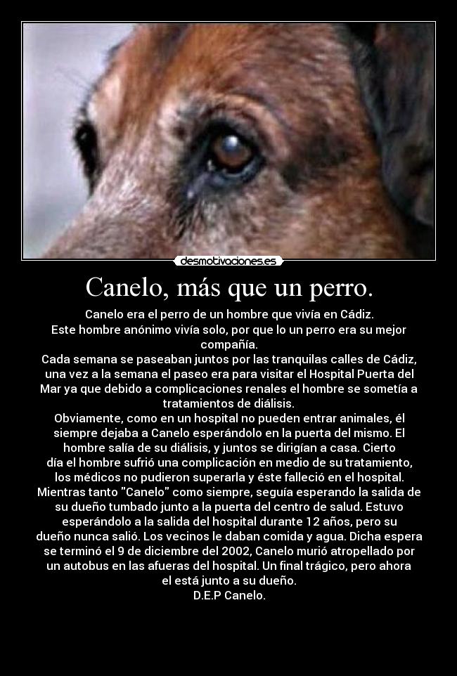 Canelo, más que un perro. - 