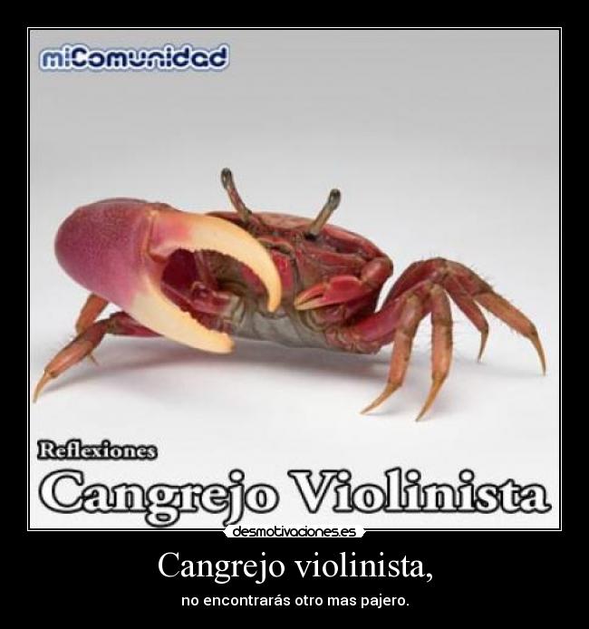 Cangrejo violinista, -