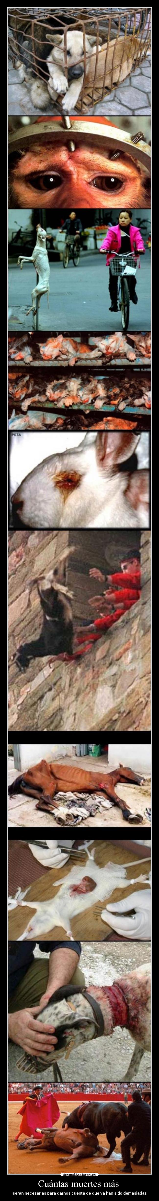Cuántas muertes más - serán necesarias para darnos cuenta de que ya han sido demasiadas