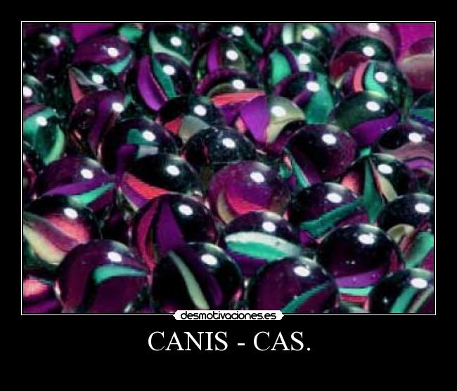 CANIS - CAS. - 
