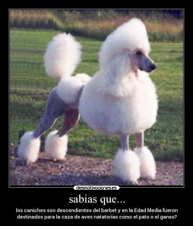 sabias que... - los caniches son descendientes del barbet y en la Edad Media fueron
destinados para la caza de aves natatorias como el pato o el ganso?