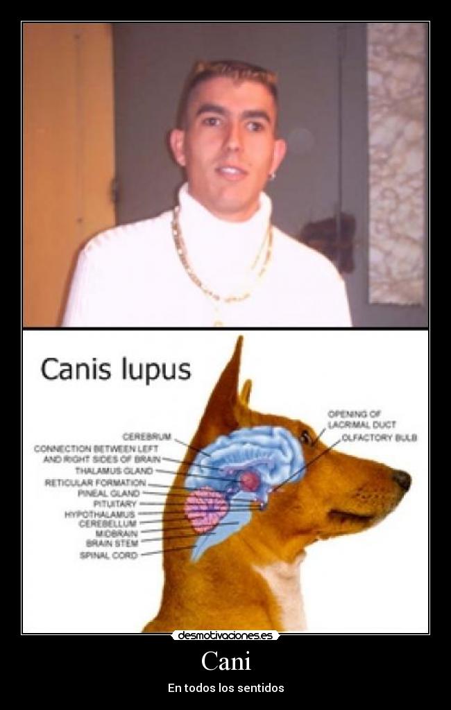 Cani - En todos los sentidos