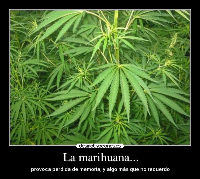 La marihuana... -