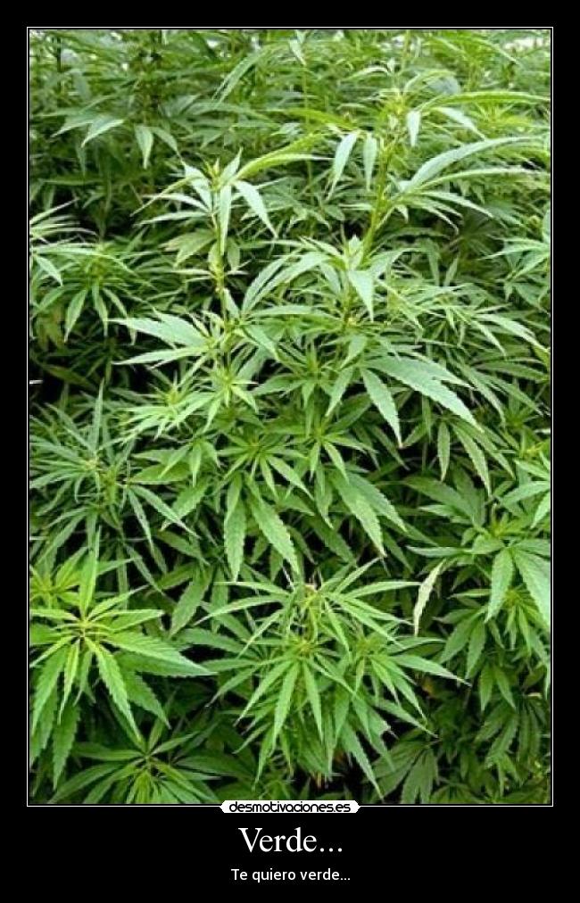 Verde... - Te quiero verde...