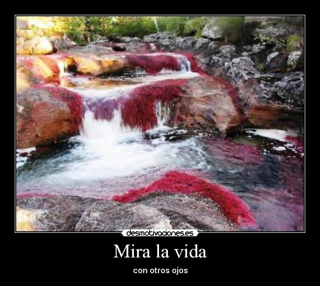 Mira la vida - 