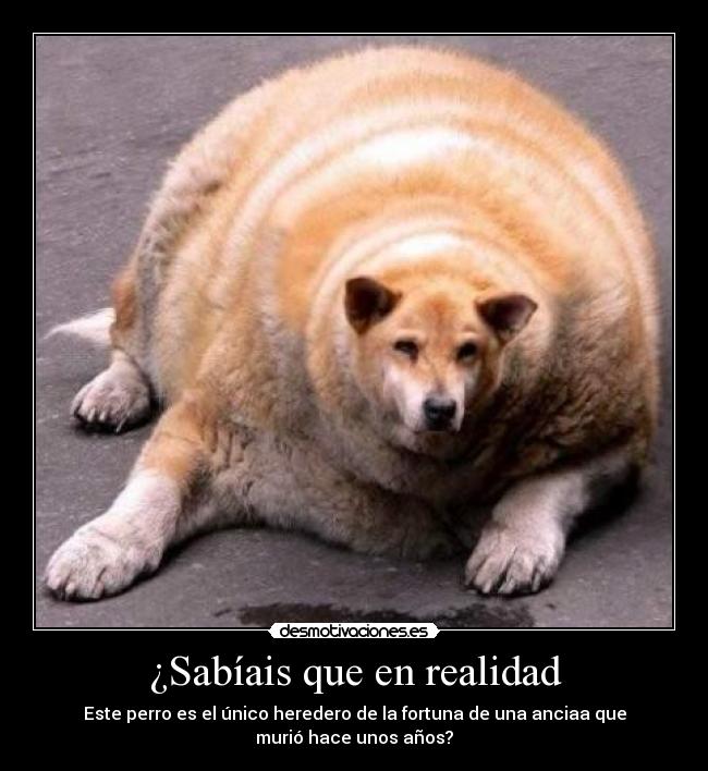 ¿Sabíais que en realidad - Este perro es el único heredero de la fortuna de una anciaa que
murió hace unos años?