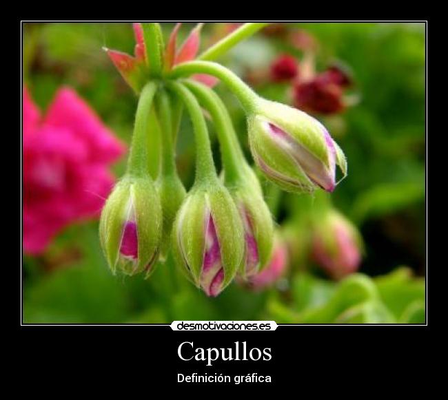 Capullos -