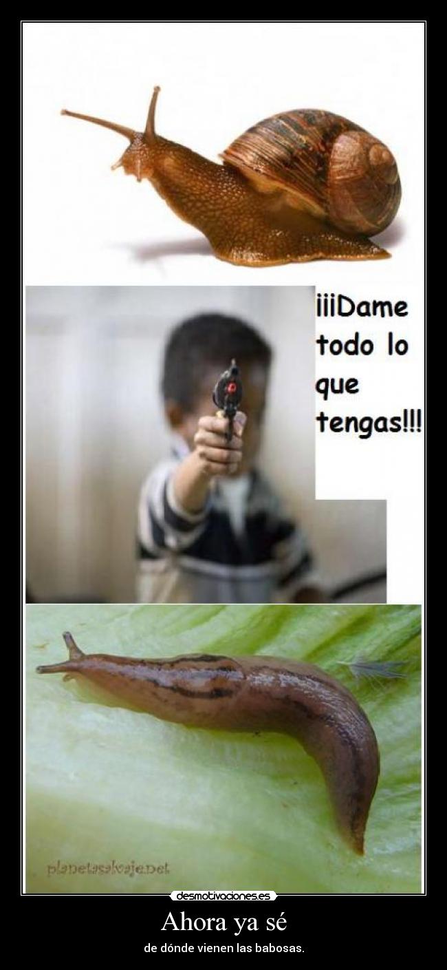 Ahora ya sé - de dónde vienen las babosas.