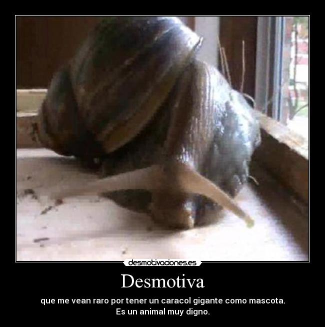 Desmotiva - que me vean raro por tener un caracol gigante como mascota.
Es un animal muy digno.